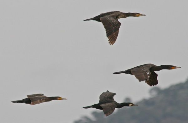 Cormorants - Phalacrocorax carbo
